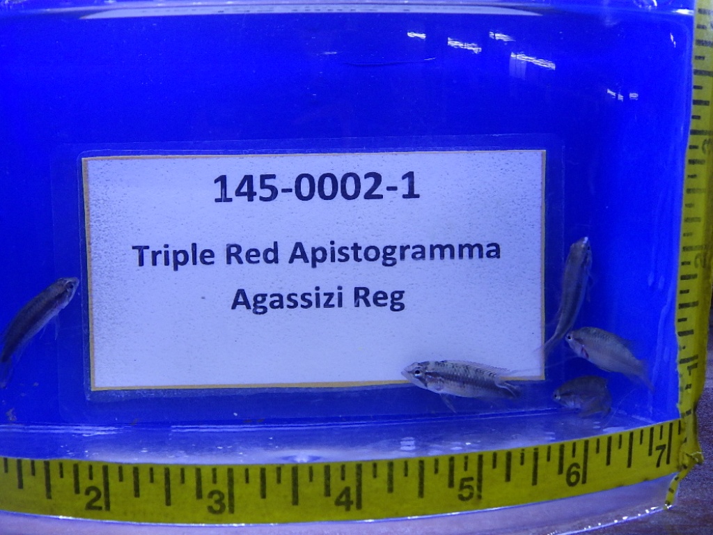 RIMG0206